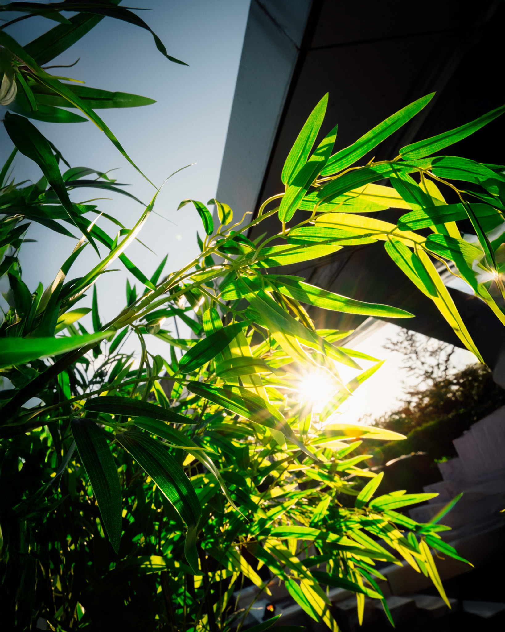 Levensechte kunstplanten gebruikt als decoratie op diverse evenementen, die zorgen voor een stijlvolle en onderhoudsvrije groene sfeer.
				  