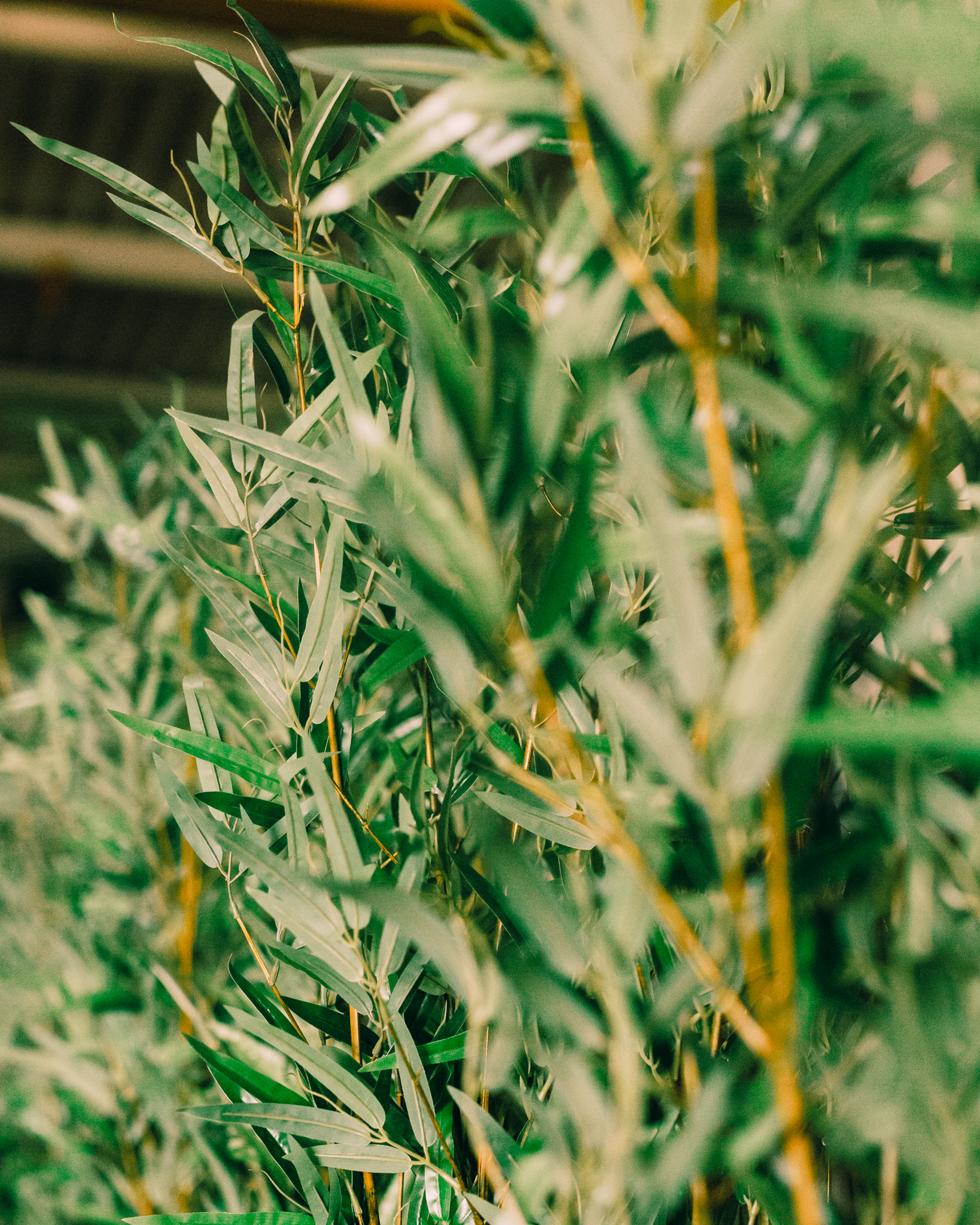 Levensechte kunstplanten gebruikt als decoratie op diverse evenementen, die zorgen voor een stijlvolle en onderhoudsvrije groene sfeer.
				  